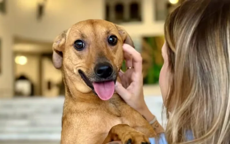 Tarcísio sanciona lei que autoriza sepultamento de cães e gatos em jazigos da família em SP